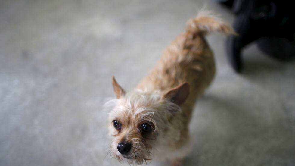 الولايات المتحدة تحظر استيراد الكلاب من 113 دولة بينها بلدان عربية