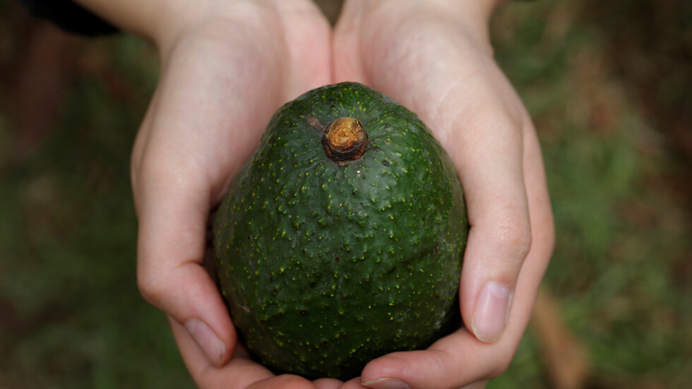 المغرب.. منتجو "الأفوكادو" يردون "بقوة" على ادعاءات إسبانية حول جودتها
