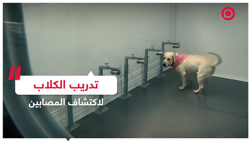 تدريب الكلاب في تايلاند لاكتشاف المصابين بالفيروس من رائحة عرقهم
