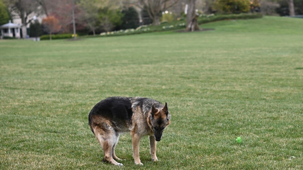 بايدن "ينعى" كلبه الشيبرد الألماني تشامب