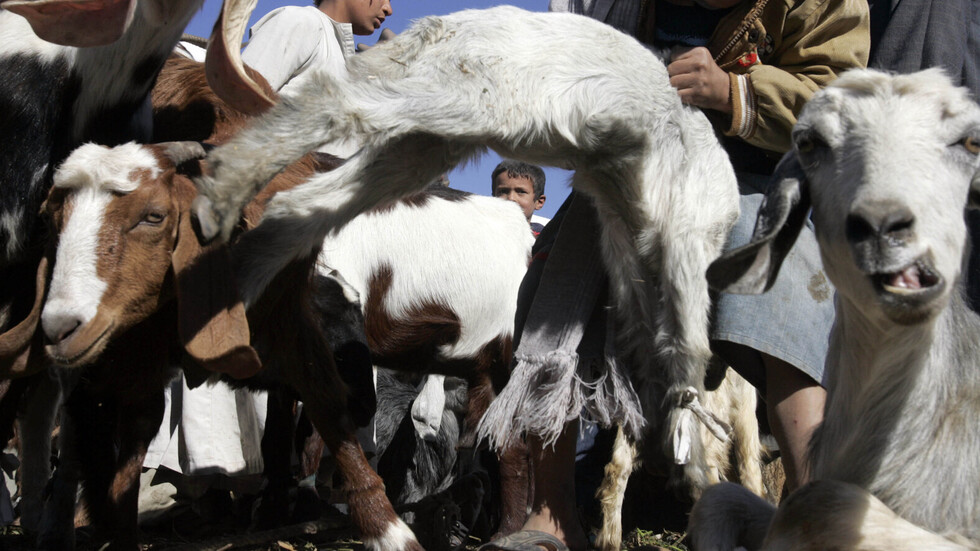 مصر.. ولادة ماعز بـ"رأس قرد" وطبيب بيطري يفسر الواقعة الغريبة! (فيديو + صورة)