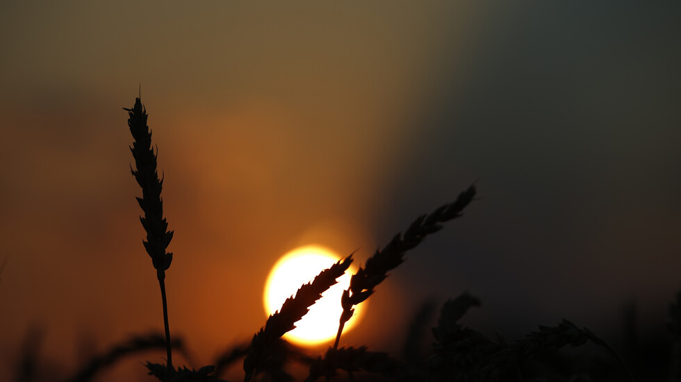 الجزائر.. الكشف عن مصير شحنة القمح الفرنسية التي عثر بداخلها على خنزيرين نافقين