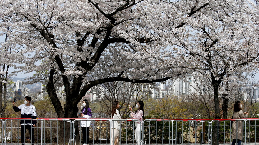 دراسة: غبار الطلع يساعد في انتشار كورونا بشكل أسرع