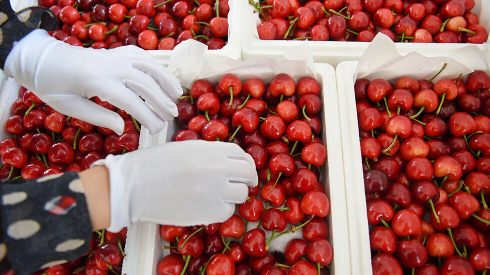 سبع فوائد غير متوقعة للكرز