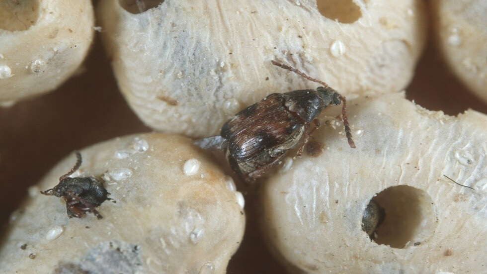 علماء يحددون دور الذكور في التكاثر