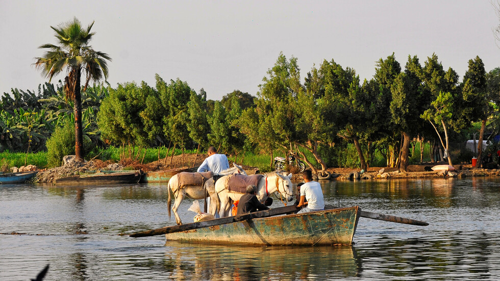 مصر.. صورة 30 حمارا مسلوخا تسبب ذعرا كبيرا والطب البيطري يكشف الأسباب