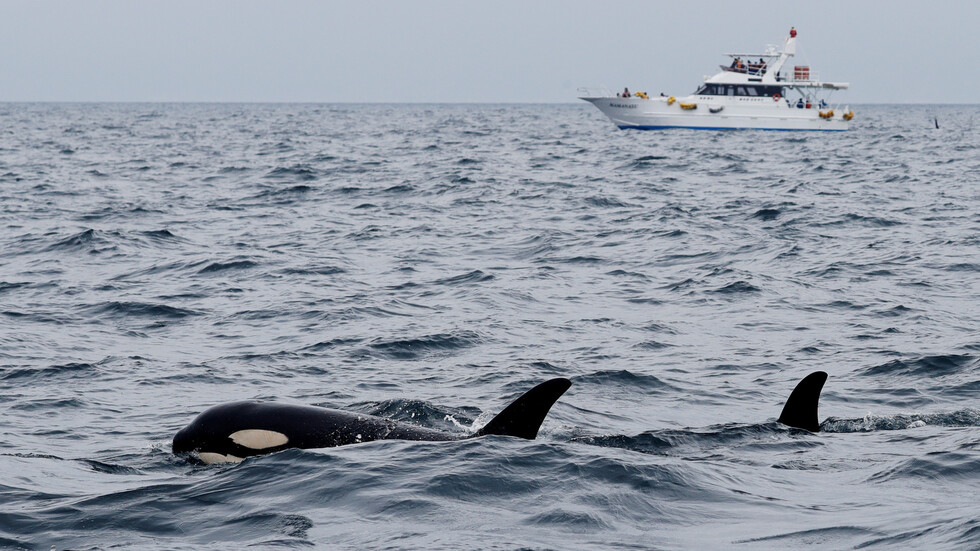 حيتان قاتلة تهاجم يختا وتحاول إغراقه