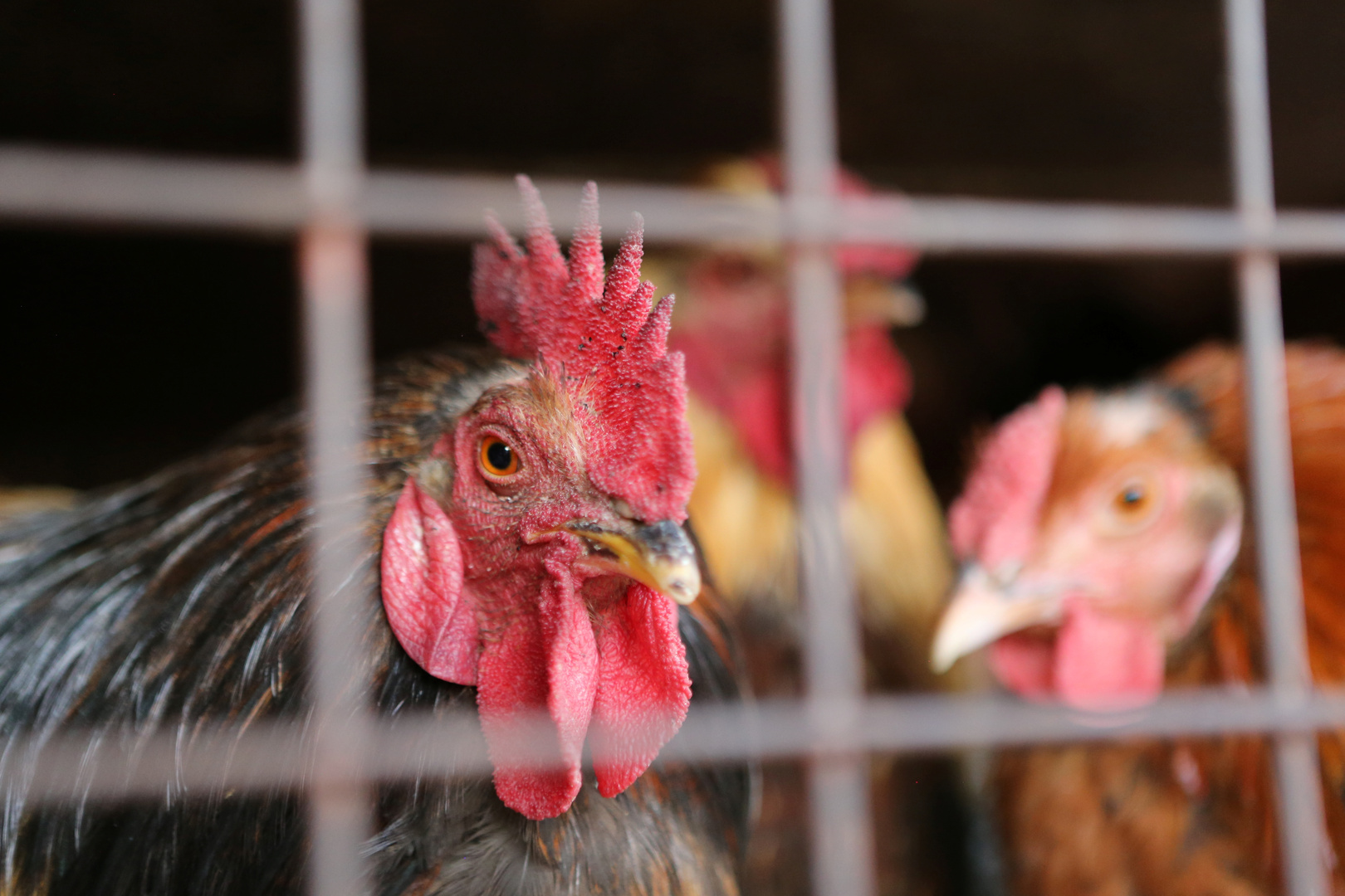 غانا تعدم آلاف طيور الدجاج وتحظر نقلها