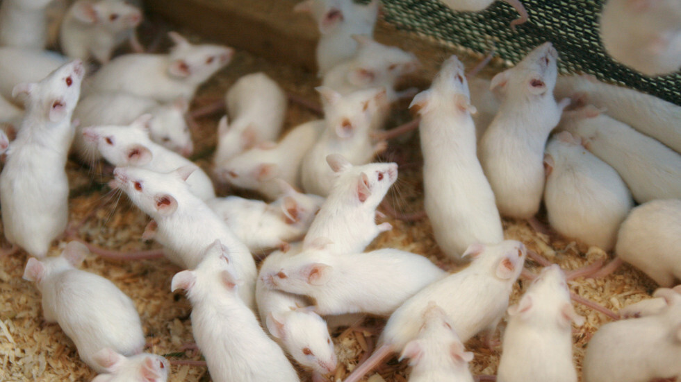 علماء يطيلون عمر الفئران بنسبة 23٪ ويقولون 