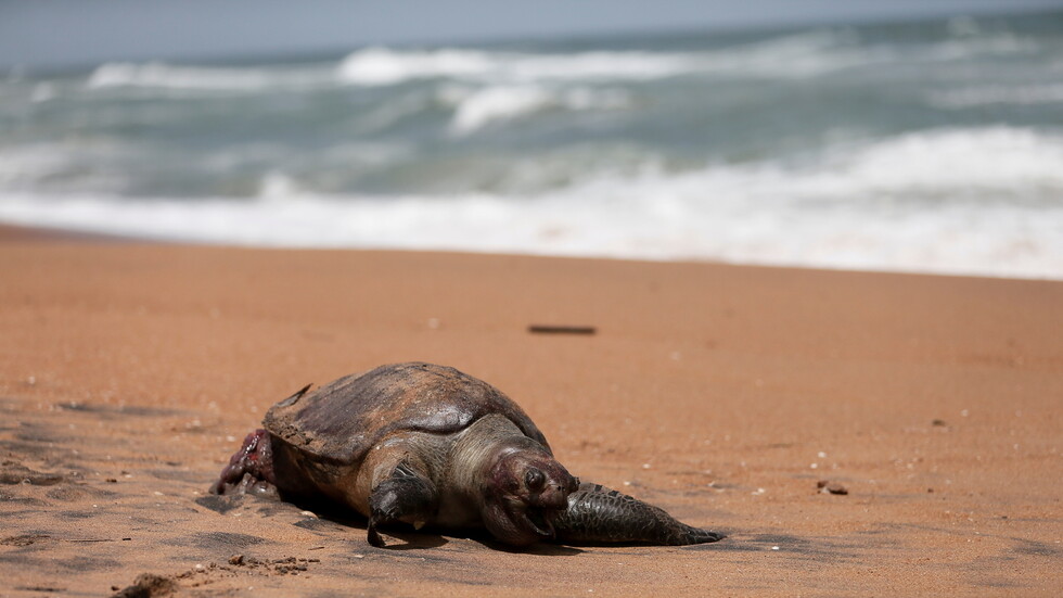 انجراف نحو 200 سلحفاة ودلفين نافقة إلى ساحل سريلانكا بعد غرق سفينة شحن