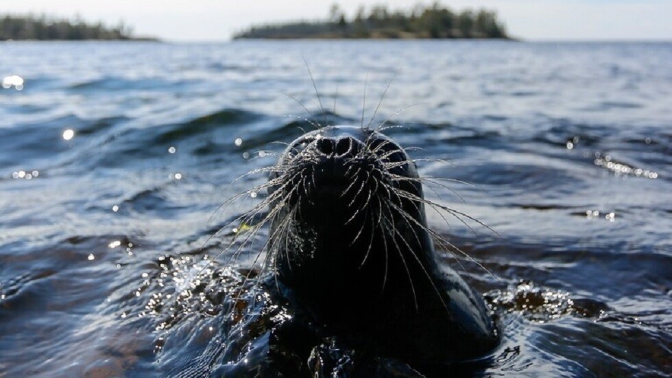 3 سعوديين يحررون بقرة بحر علقت في شباك الصيادين
