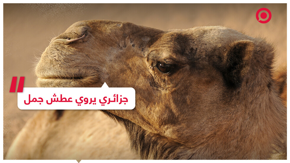 شاب جزائري يروي ظمأ جمل