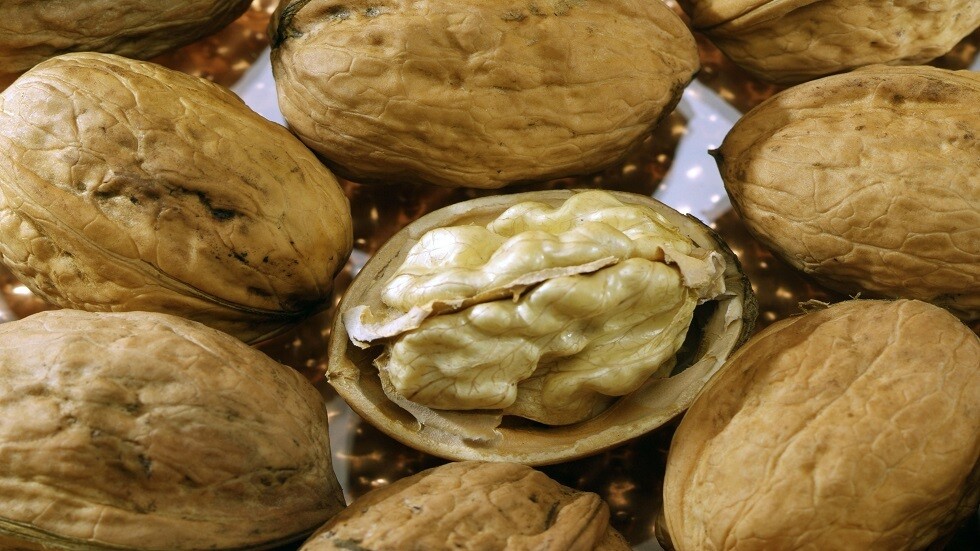 روسيا..إنماء أنواع جديدة من الجوز يمكن كسرها باليد