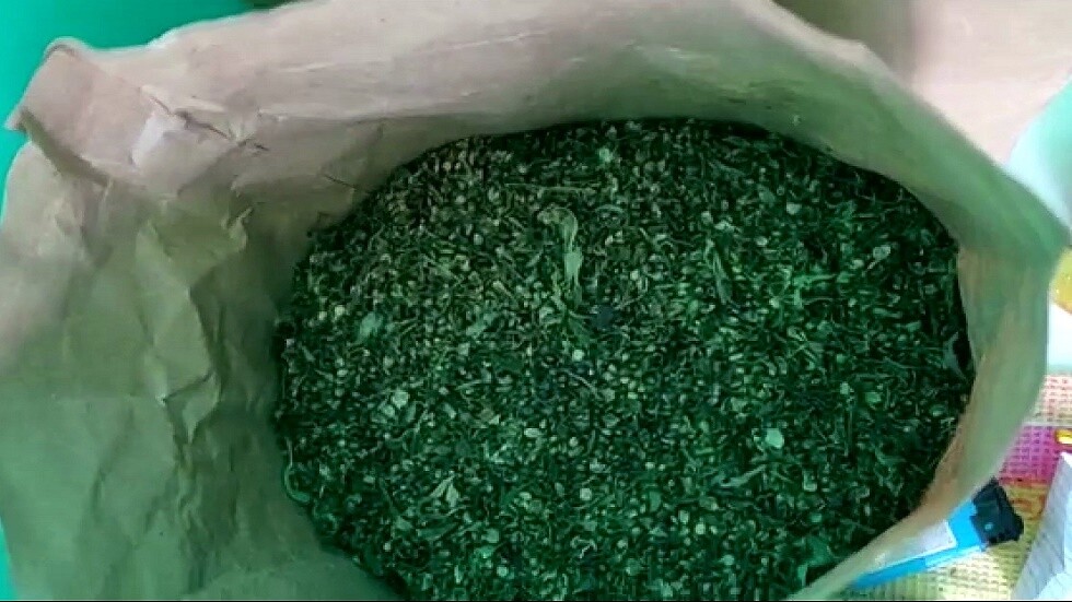 454 شجيرة ماريخوانا في حديقة جدة متقاعدة