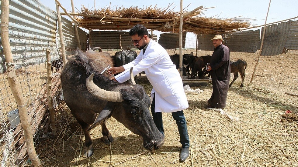 تونس.. دعوة لإشراك الأطباء البياطرة في حملة التلقيح ضد كورونا