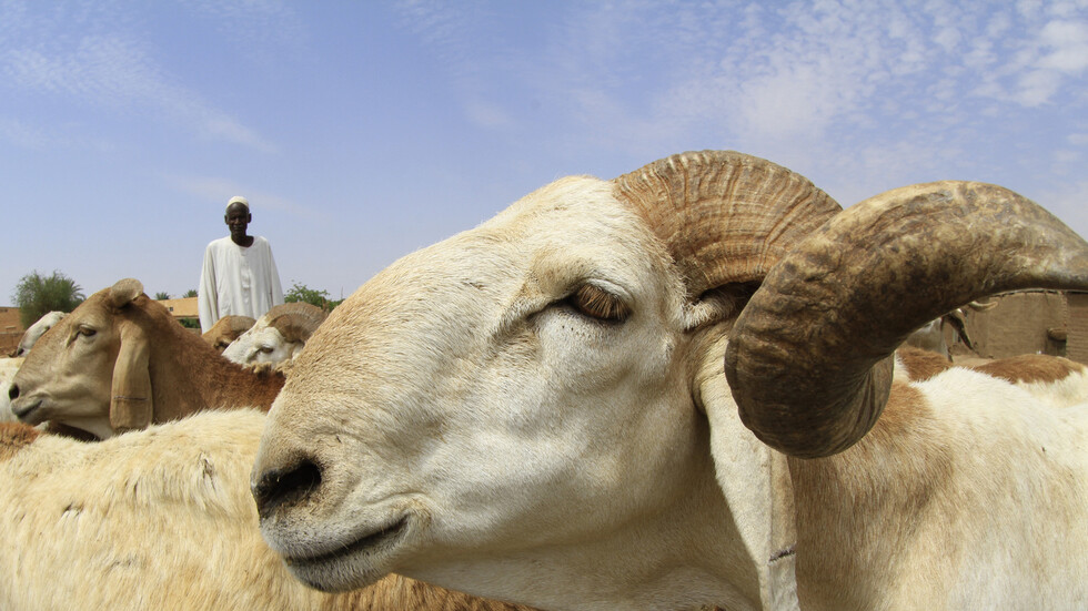 مسؤول في الثروة الحيوانية السودانية: صادراتنا من الضأن إلى السعودية تجاوزت المليون رأس
