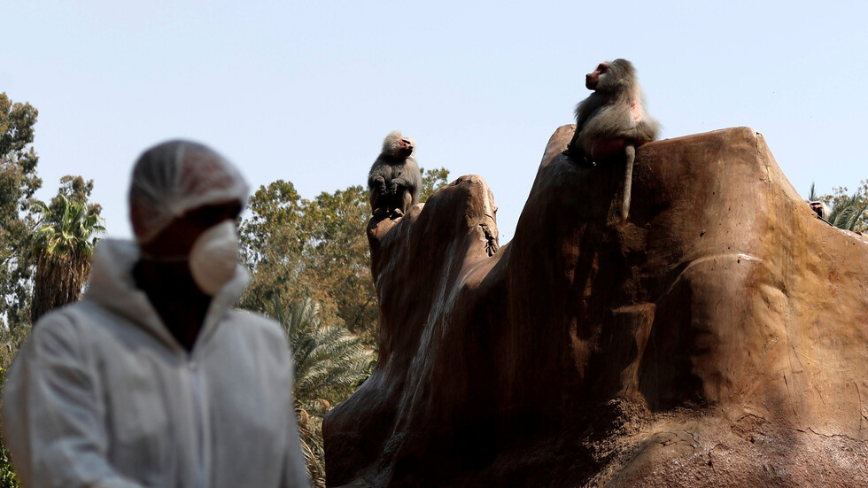 مصر.. توزيع المثلجات على الحيوانات في الحدائق لإخراجها من الحزن والاكتئاب