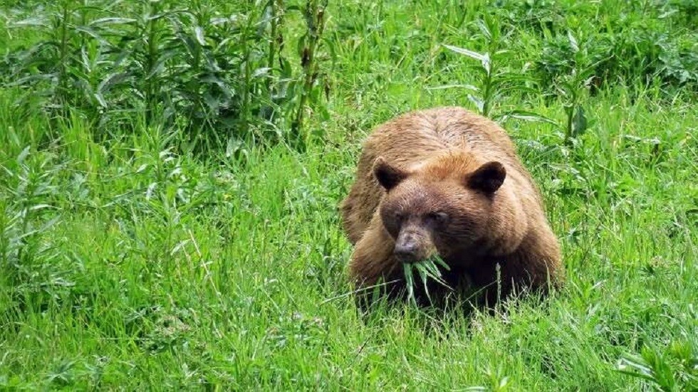 نقل دبين سوريين من لبنان إلى الولايات المتحدة لإطلاقهما في البرية (فيديو)