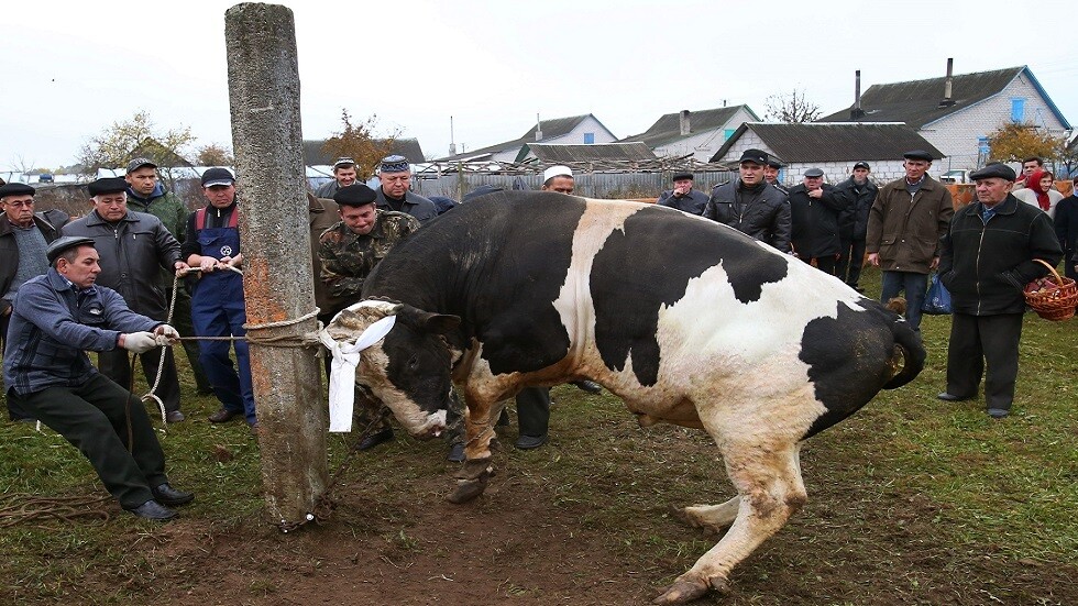 خشية ذبحه في العيد.. عجل يهرب إلى شوارع عاصمة كازاخستان