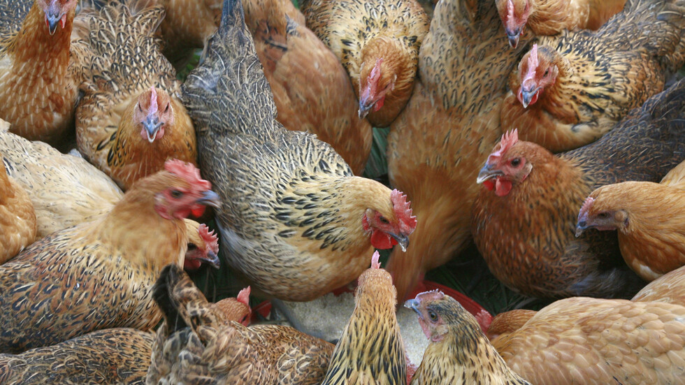 رصد 3 إصابات بسلالة "H5N6" عالية العدوى من "إنفلونزا الطيور" في الصين