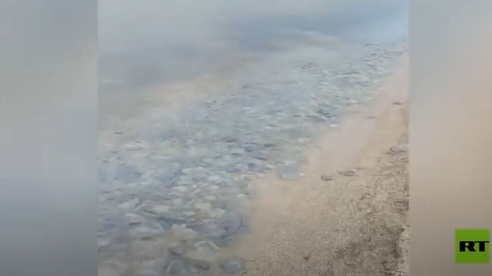 الآلاف من قناديل البحر العملاقة تغزو سواحل روسيا