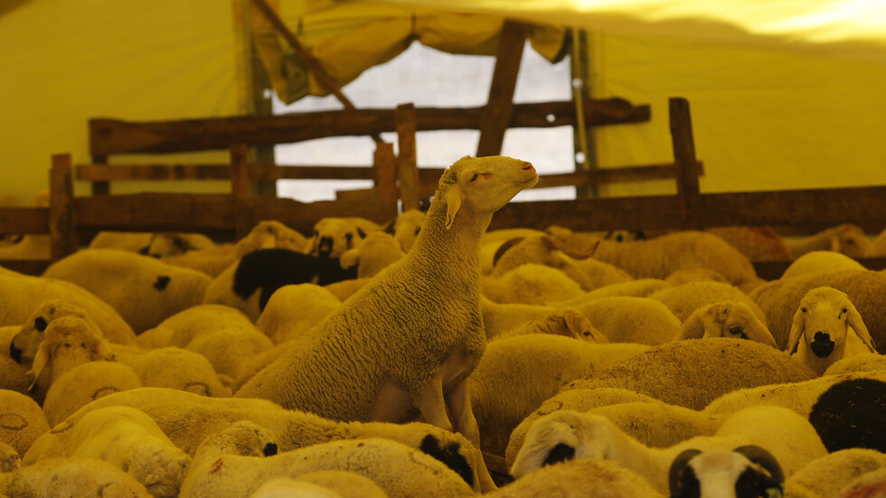 تركيا توزع لحوم الأضاحي في دول عربية