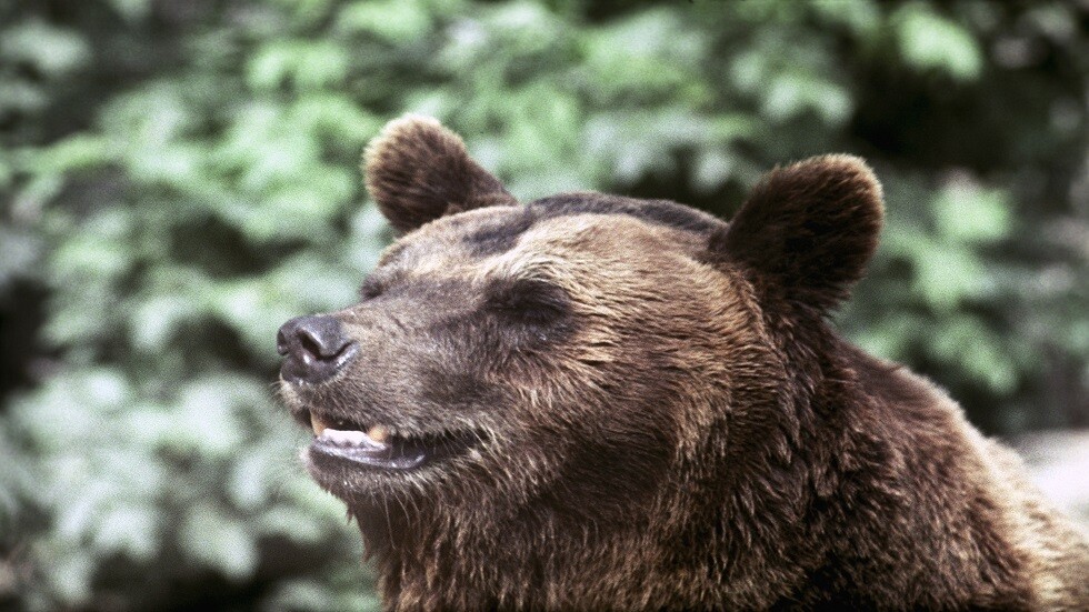 دب يعتدي على مجموعة من السياح في شرق سيبيريا