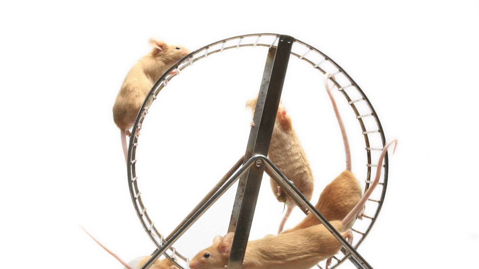 التحكم بمراكز المتعة في الدماغ ممكن حسب الرغبة