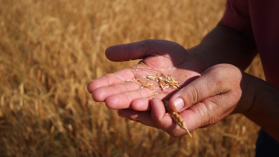 البحرين.. مركز إقليمي للحبوب الروسية