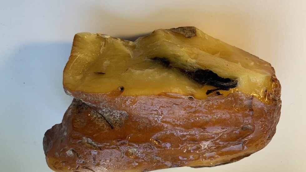 روسيا.. اكتشاف عنبر "شبل النمر"!