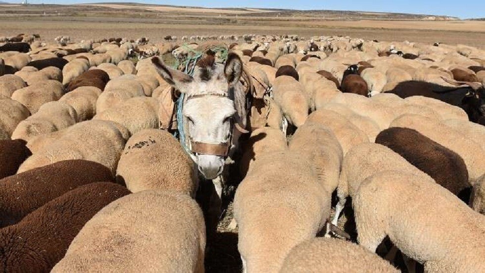 في طريقها للانقراض.. نقيب الفلاحين في مصر يطالب بتحرك دولي لمنع اندثار الحمير