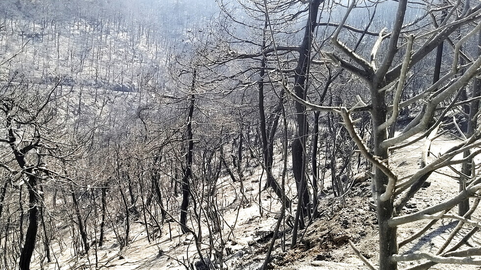 سوريا.. إخماد الحريق الذي امتد من الأراضي اللبنانية باتجاه حمص