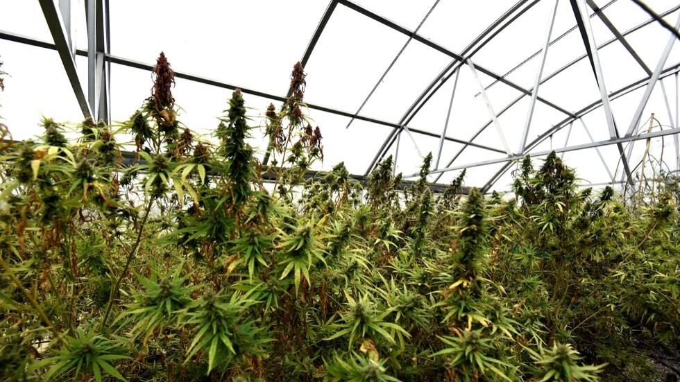 المغرب.. المقتضيات القانونية الخاصة باستعمالات "الكيف" تدخل حيز التنفيذ