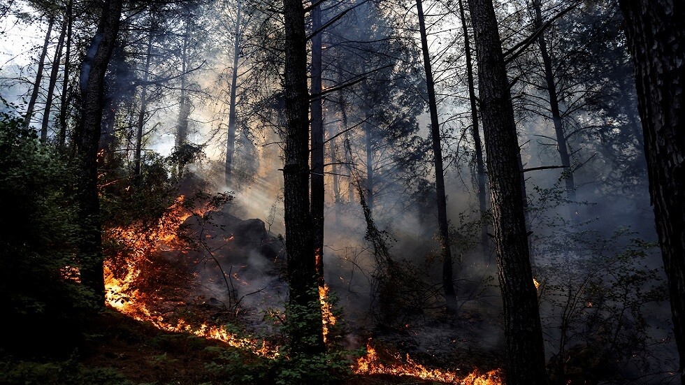 حيوانات تحاول الهروب من حريق في تركيا