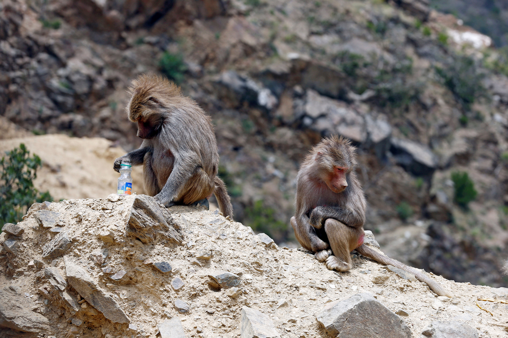 قطعان من القردة تثير قلق سكان منطقة في السعودية (فيديو)