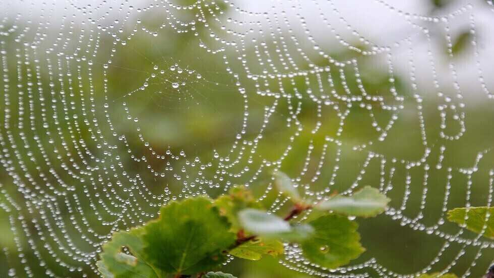 باحثون يطورون حرير عنكبوت صناعي أقوى من الفولاذ والكيفلار