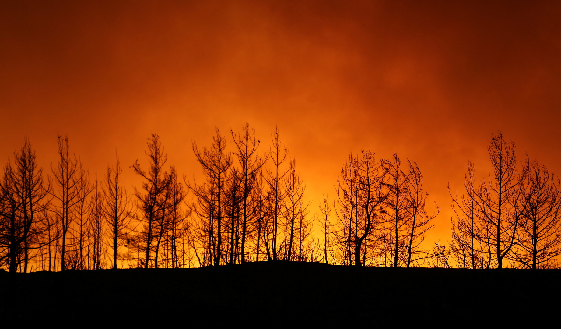 الرئاسة التركية: حرائق الغابات كارثة وطنية