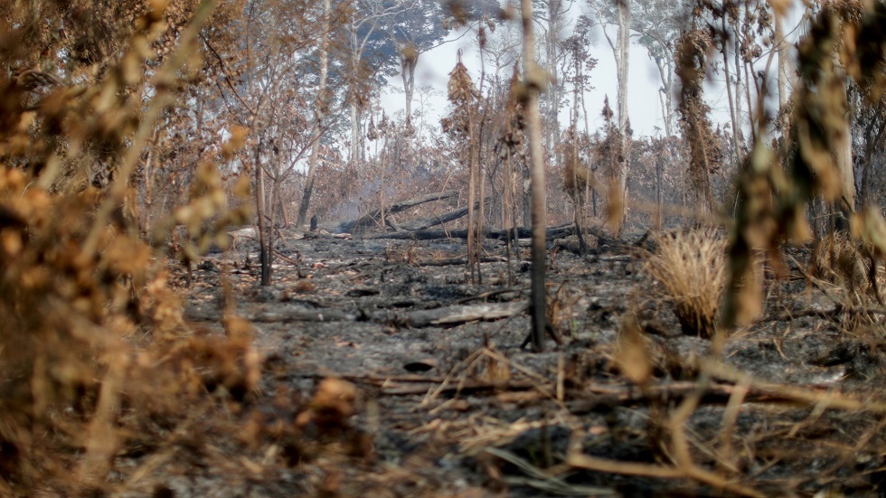 تأثر الغابات في البرازيل بتغير المناخ