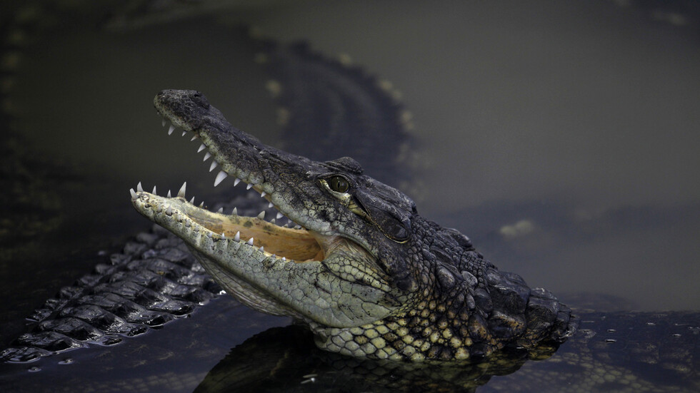 أنباء عن خروج تمساح من النيل تثير الذعر في قرية مصرية ووزارة الري توضح