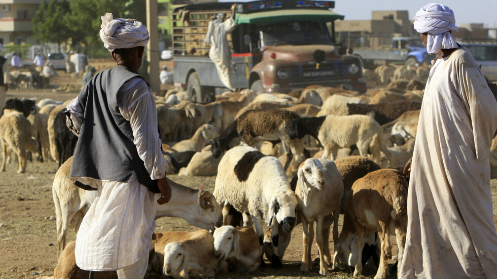 السعودية.. إعادة باخرة محملة برأس الضأن