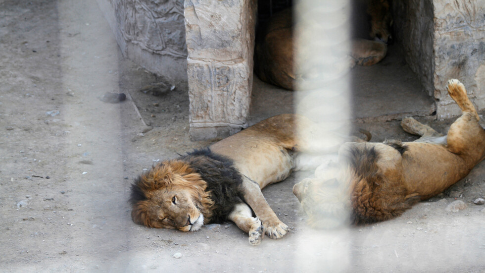 اليمن.. حيوانات حديقة صنعاء تواجه خطر الانقراض