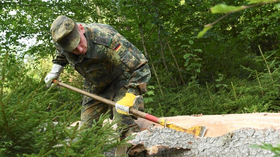 خنفساء يابانية تبث الرعب في ألمانيا