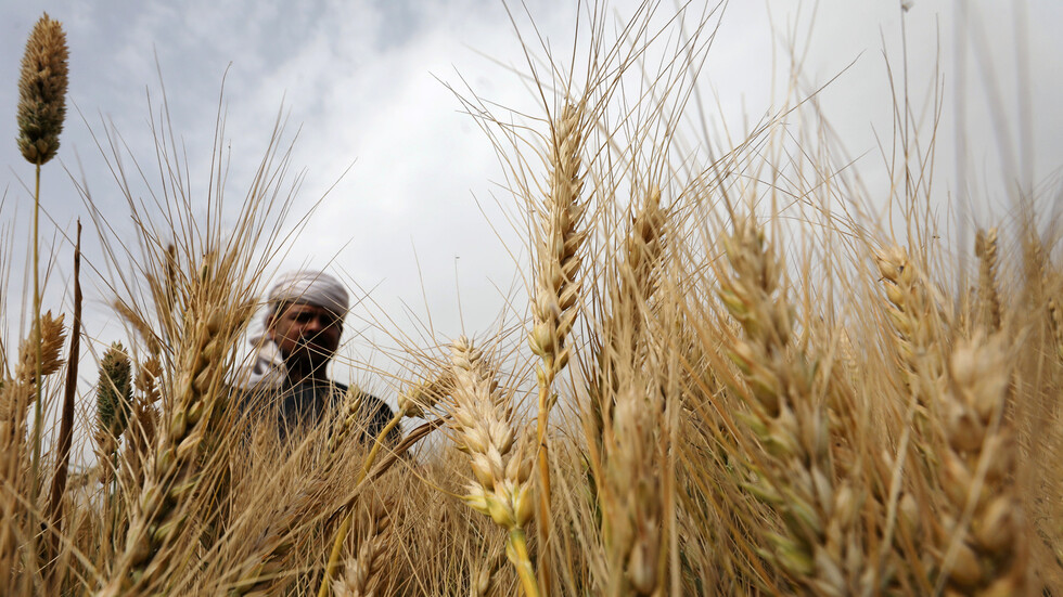 وزير التموين المصري: احتياطي القمح يكفي لمدة 6 أشهر ونصف "لأول مرة"