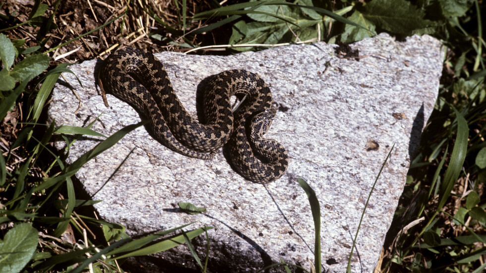 مقاطعة روسية تعاني من غزو الثعابين