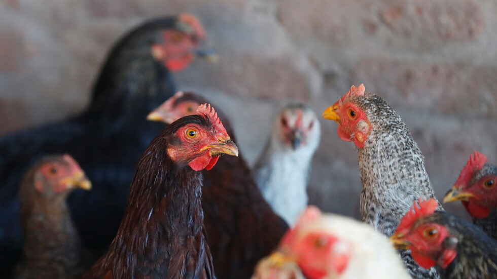 لبنان.. تحذير من نفوق 20 مليون طائر