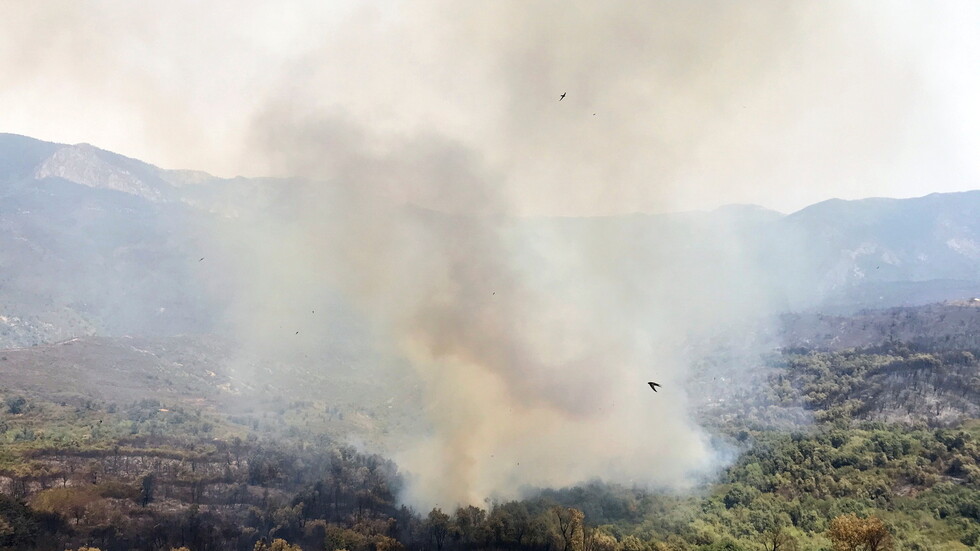 مسؤول جزائري: الحرائق اندلعت مباشرة بعد تصريحات الرئيس تبون