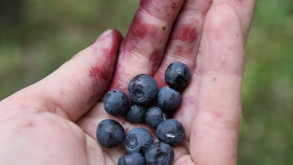 3 أشخاص بفرنسا معرضون للسجن لجمعهم التوت الأزرق