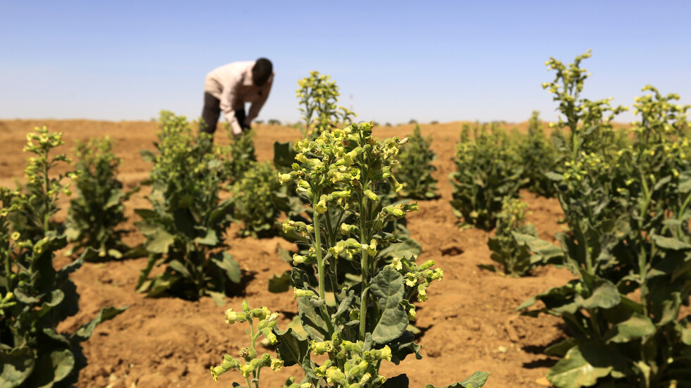 السودان يعطي تركيا حق تشغيل 100 ألف هكتار من أراضيه الزراعية