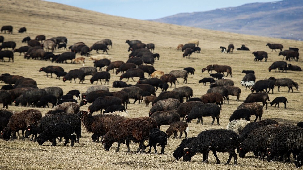 جورجيا.. صاعقة رعدية تقتل 550 رأسا من الأغنام (فيديو)