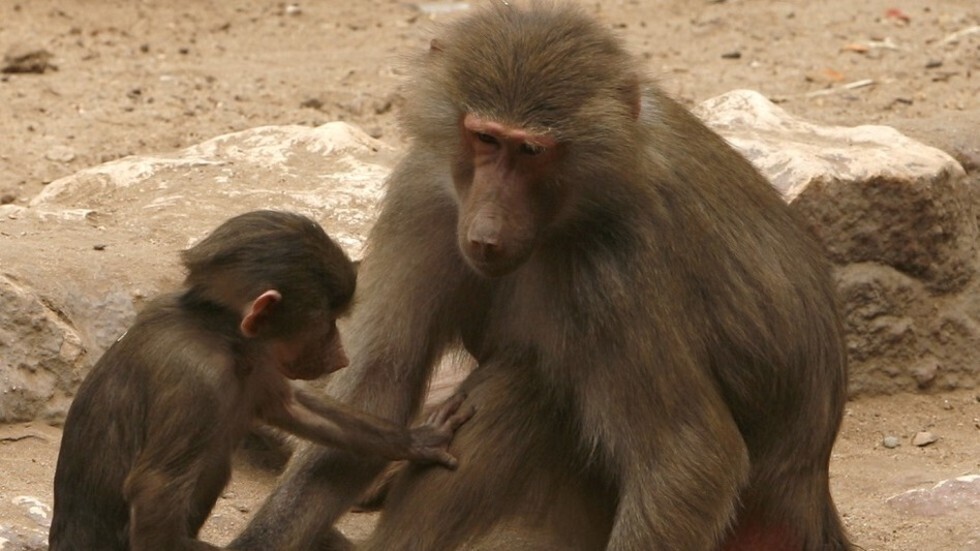 مصر.. تشكيل لجنة خاصة للبحث عن قردين هاربين (صور)